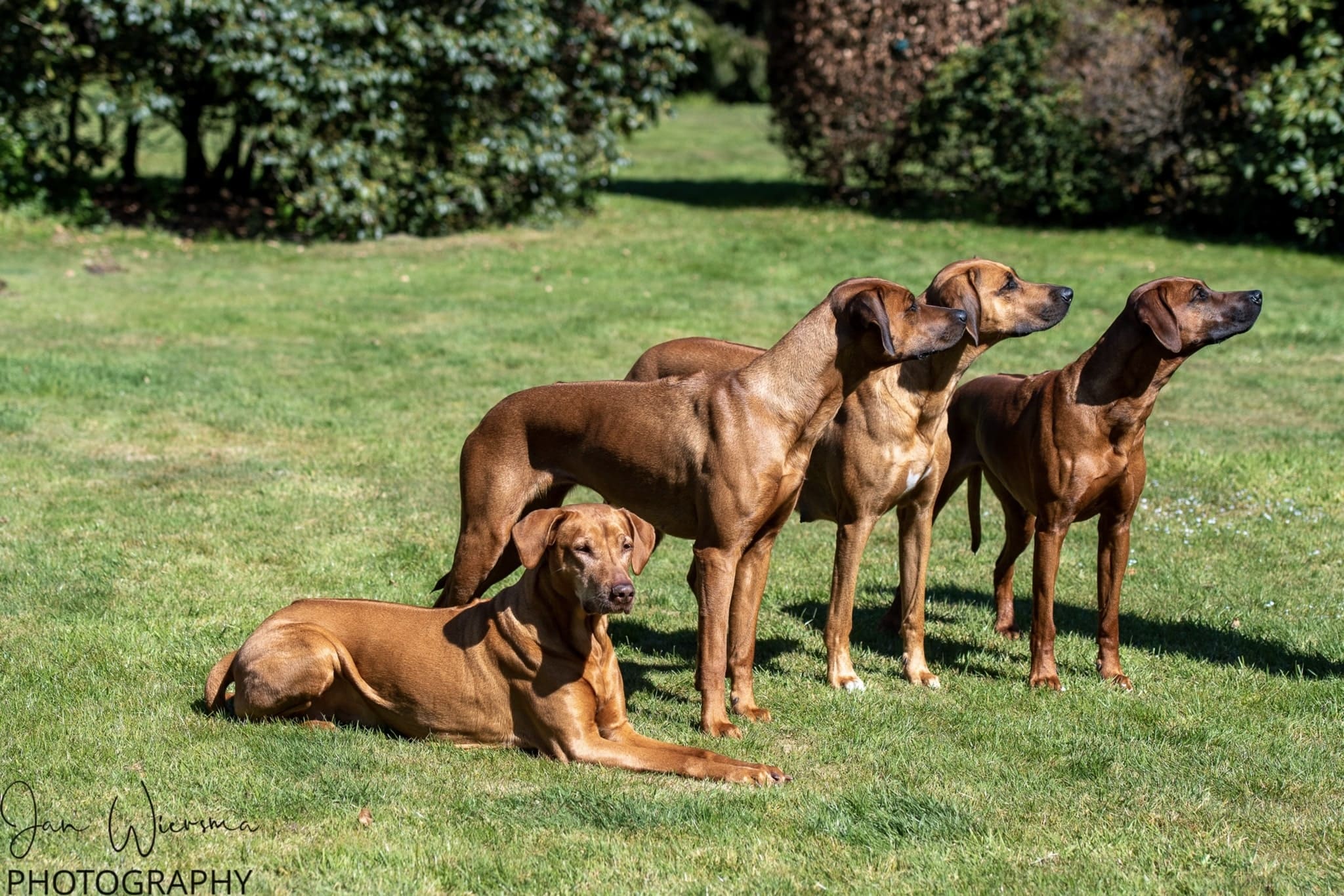 Rawridge - Breng de kracht van de Rhodesian Ridgebacks in het leven