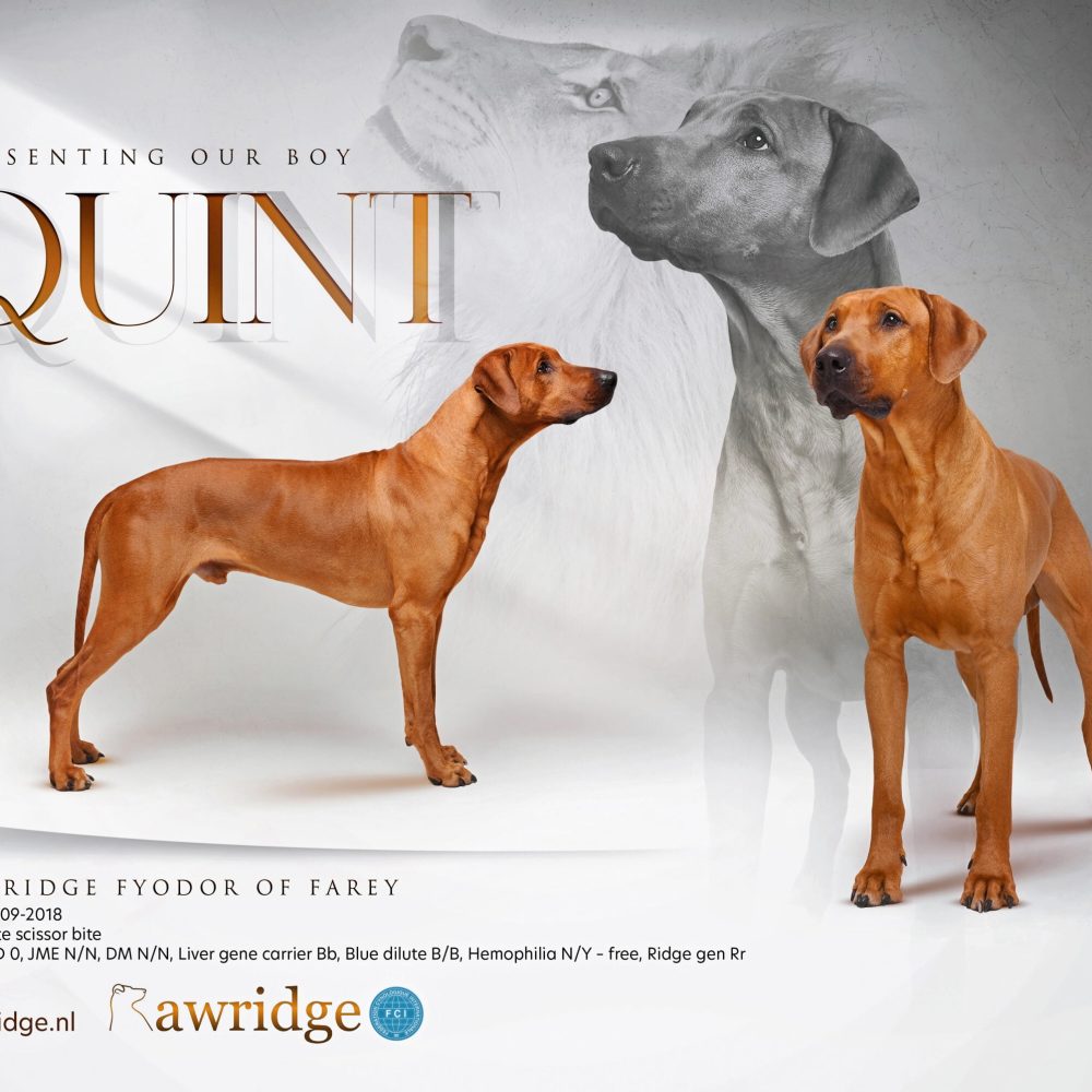 ADquint