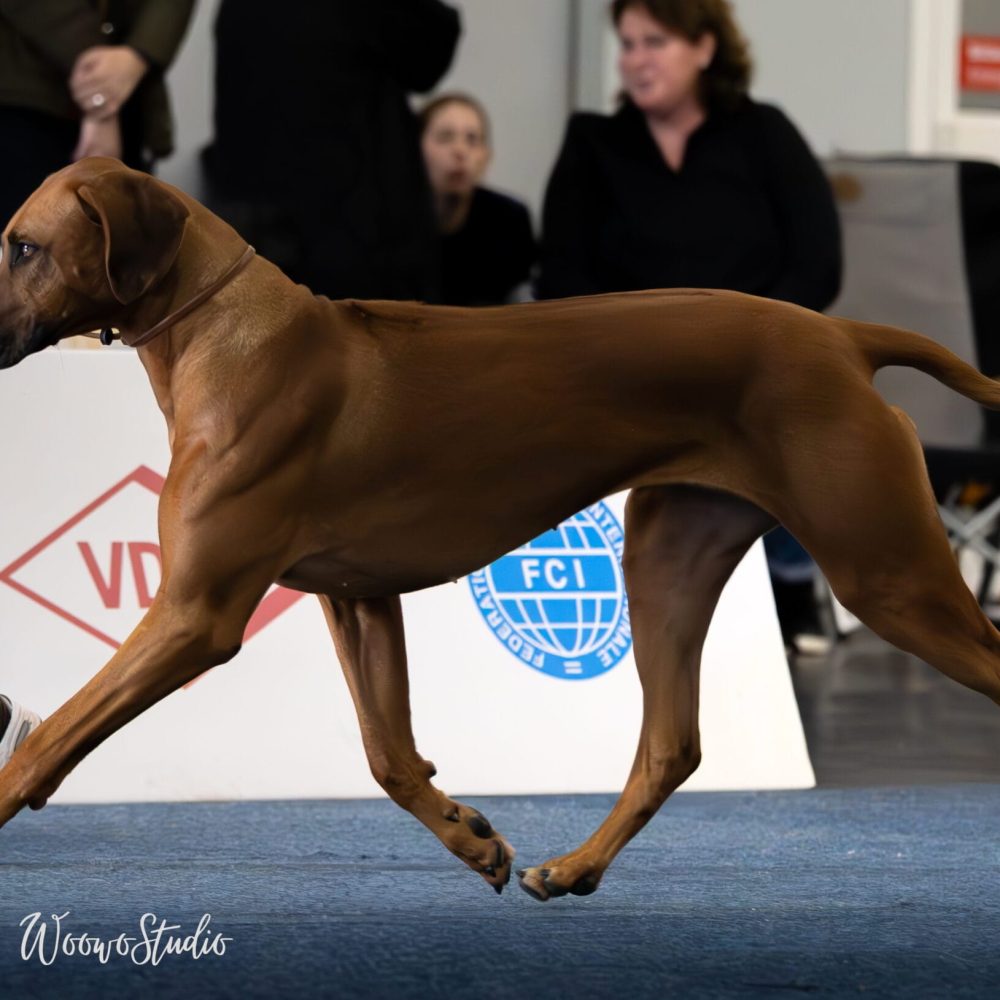 _H9A5136-Aprimorado-NR