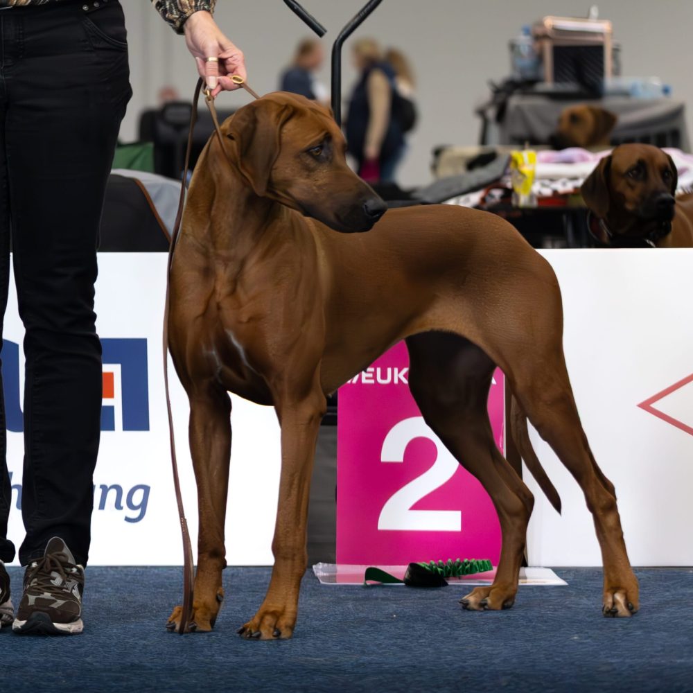 _H9A5863-Aprimorado-NR